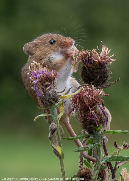 Harvest Mouse with lunch Picture Board by Adrian Rowley