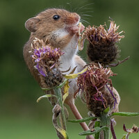 Buy canvas prints of Harvest Mouse with lunch by Adrian Rowley