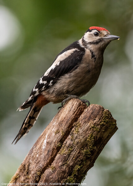 Serene Woodpecker in Natural Habitat Picture Board by Adrian Rowley
