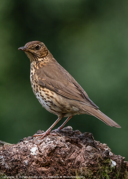 The Song Thrush Picture Board by Adrian Rowley