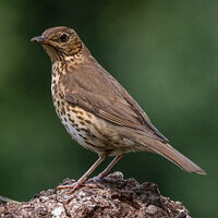Buy canvas prints of The Song Thrush by Adrian Rowley