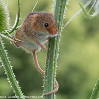Buy canvas prints of Delicate Dance of the Harvest Mouse by Adrian Rowley