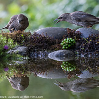 Buy canvas prints of Fledgling Starlings in reflection by Adrian Rowley