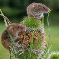 Buy canvas prints of Harvest Mice on Teasel lookout by Adrian Rowley