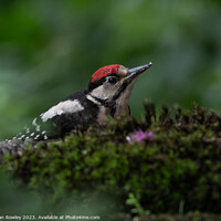 Buy canvas prints of Serene Woodpecker in Natural Habitat by Adrian Rowley