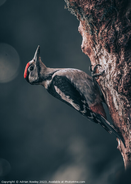 Serene Woodpecker in Natural Habitat Picture Board by Adrian Rowley