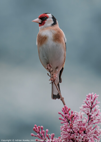 Delicate beauty of the Goldfinch Picture Board by Adrian Rowley