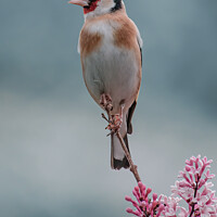 Buy canvas prints of Delicate beauty of the Goldfinch by Adrian Rowley