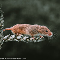 Buy canvas prints of Harvest Mouse on a stem of Barley by Adrian Rowley