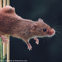 Buy canvas prints of The acrobatic harvest mouse by Adrian Rowley
