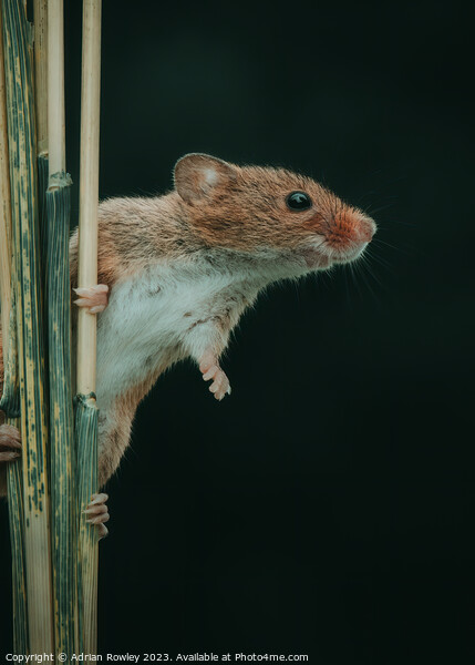 The acrobatic harvest mouse Picture Board by Adrian Rowley