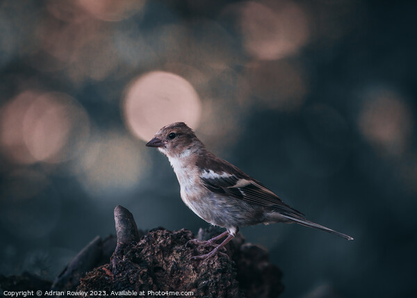 Chaffinch & bokeh Picture Board by Adrian Rowley