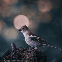 Buy canvas prints of Chaffinch & bokeh by Adrian Rowley