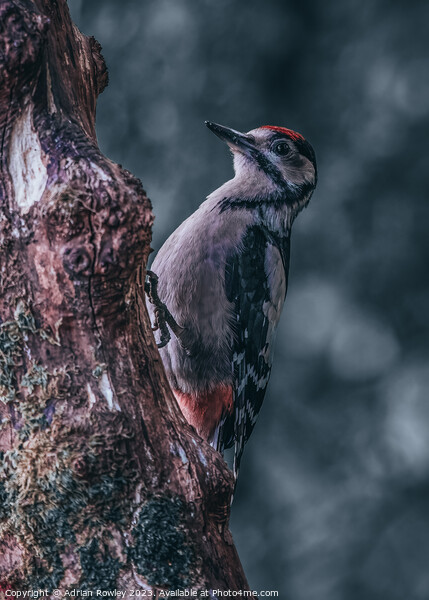 Juvenile Great Spotted Woodpecker Picture Board by Adrian Rowley