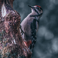 Buy canvas prints of Juvenile Great Spotted Woodpecker by Adrian Rowley