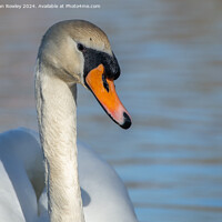 Buy canvas prints of The majestic mute swan in portrait by Adrian Rowley