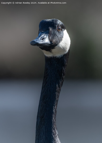 A canada Goose in portrait Picture Board by Adrian Rowley