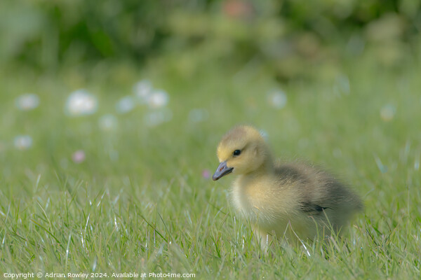 Gosling in the grass Picture Board by Adrian Rowley