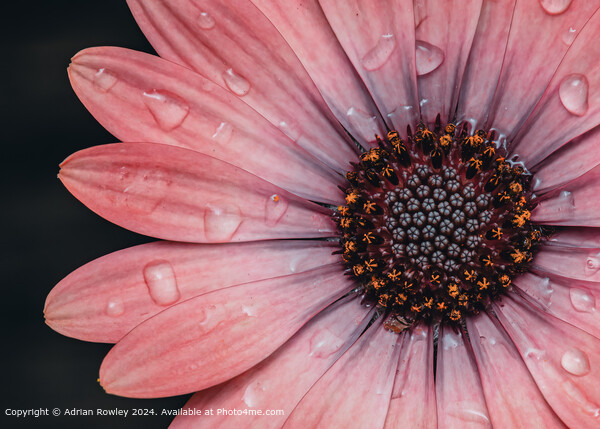 Raindrops on Daisy Picture Board by Adrian Rowley