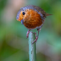 Robin Wildlife Nature