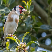 Buy canvas prints of Goldfinch by Adrian Rowley