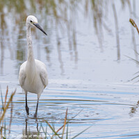 Buy canvas prints of Little Egret by Adrian Rowley