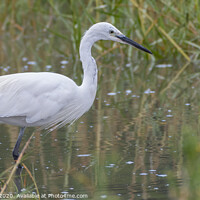 Buy canvas prints of Little Egret by Adrian Rowley