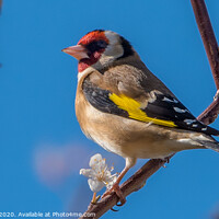 Buy canvas prints of Goldfinch by Adrian Rowley