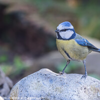 Buy canvas prints of Blue Tit Posing by Adrian Rowley