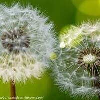 Buy canvas prints of Dandelion light flares by Adrian Rowley