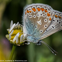 Buy canvas prints of Common Blue by Adrian Rowley