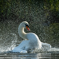 Buy canvas prints of Mute Swan Bathing in Foots Cray Meadows, Kent  by Adrian Rowley