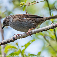 Buy canvas prints of The Dunnock by Adrian Rowley