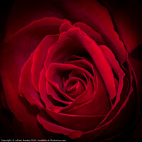Buy canvas prints of Red Rose by Adrian Rowley