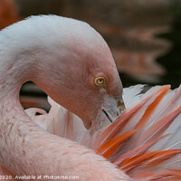 Buy canvas prints of Pruning Flamingo by Adrian Rowley