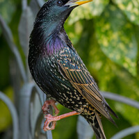 Buy canvas prints of Starling Colours by Adrian Rowley