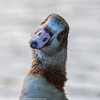 Buy canvas prints of Egyptian Goose by Adrian Rowley