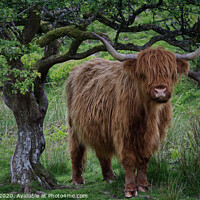 Buy canvas prints of Highland Cattle on Exmoor by Adrian Rowley