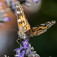 Buy canvas prints of The Painted Lady by Adrian Rowley