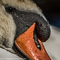 Buy canvas prints of Mute Swan close-up in Hyde Park, London by Adrian Rowley