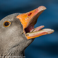 Buy canvas prints of Laughing Greylag by Adrian Rowley