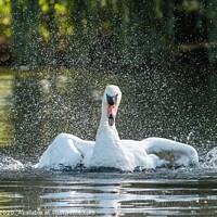 Buy canvas prints of Mute Swan Bathing in Foots Cray Meadows, Kent  by Adrian Rowley