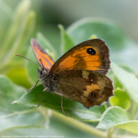 Buy canvas prints of The Gatekeeper Butterfly by Adrian Rowley