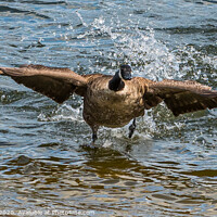 Buy canvas prints of Canada Goose on take off by Adrian Rowley
