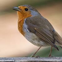 Buy canvas prints of Christmas Robin by Adrian Rowley