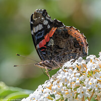 Buy canvas prints of The Red Admiral by Adrian Rowley