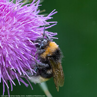 Buy canvas prints of Bumble Bee pollinating a thistle by Adrian Rowley
