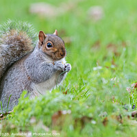 Buy canvas prints of Kent's Playful Grey Squirrel  by Adrian Rowley