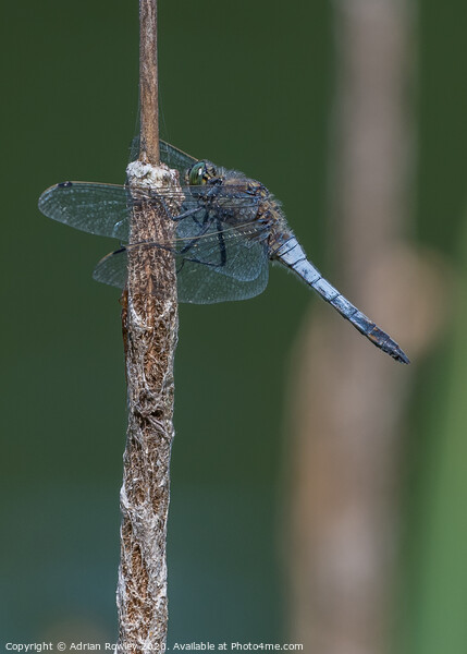 Black Tailed Skimmer Picture Board by Adrian Rowley