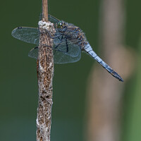 Buy canvas prints of Black Tailed Skimmer by Adrian Rowley